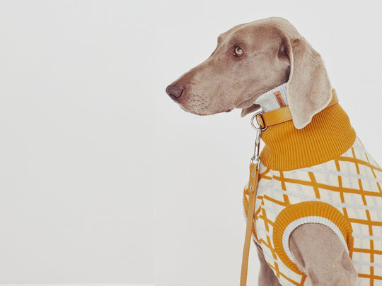 THE COTTON JUMPER - scandinavian (Hundepullover) - lumiies - high visibility