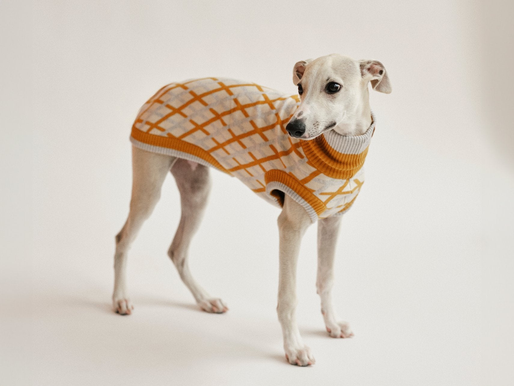 THE COTTON JUMPER - scandinavian (Hundepullover) - lumiies - high visibility