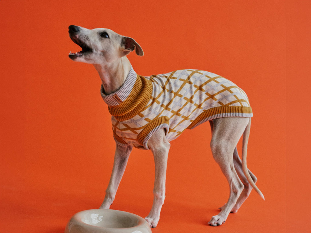 THE COTTON JUMPER - scandinavian (Hundepullover) - lumiies - high visibility