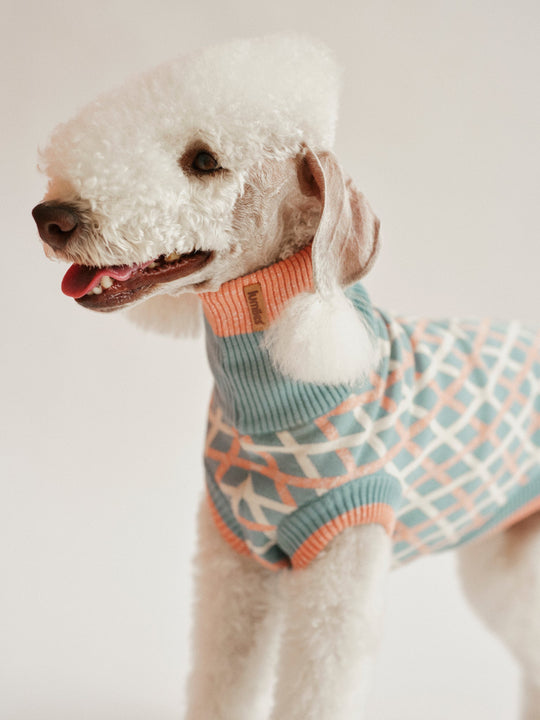 THE COTTON JUMPER - teal (Hundepullover) - lumiies - high visibility