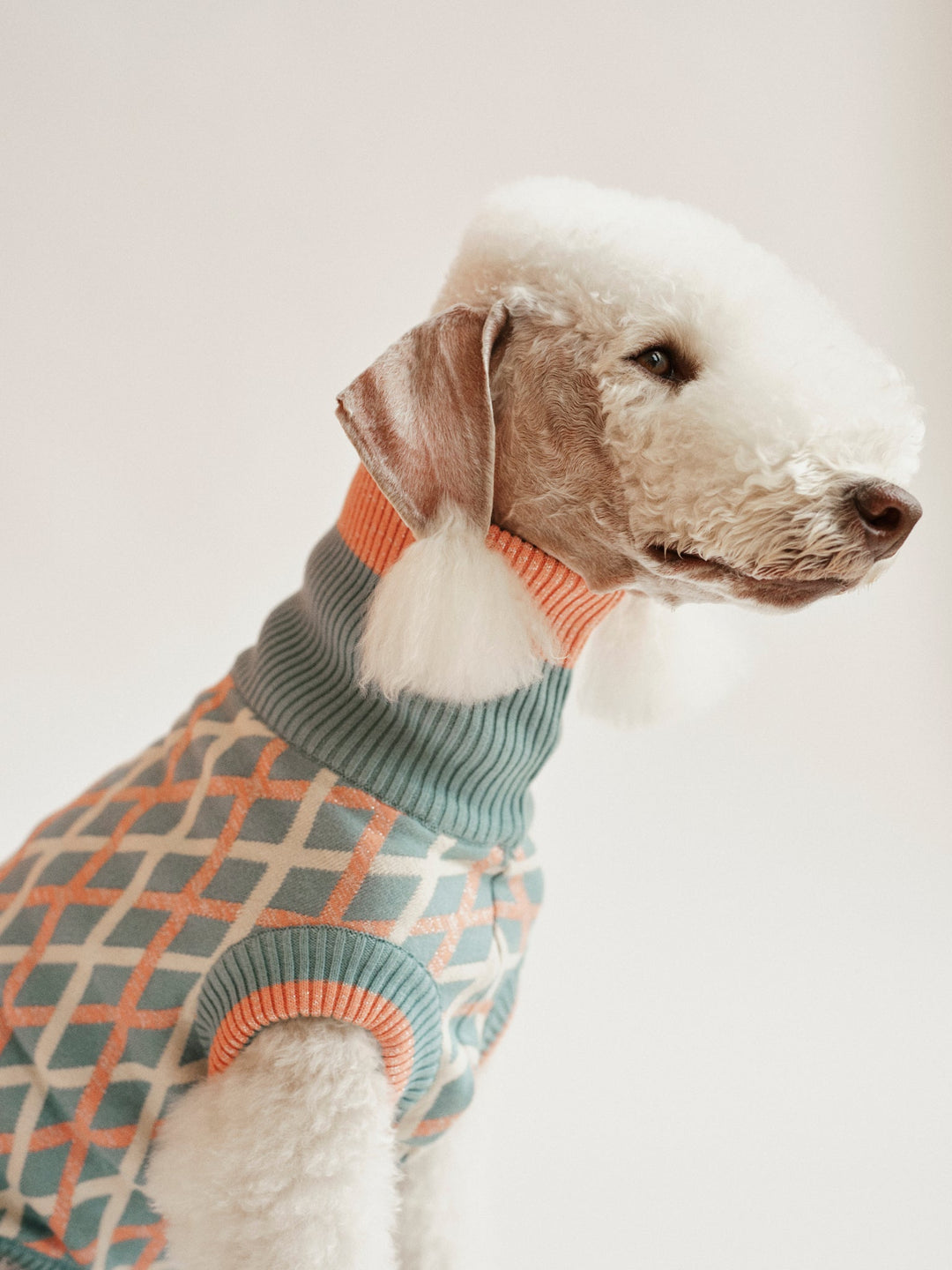 THE COTTON JUMPER - teal (Hundepullover) - lumiies - high visibility