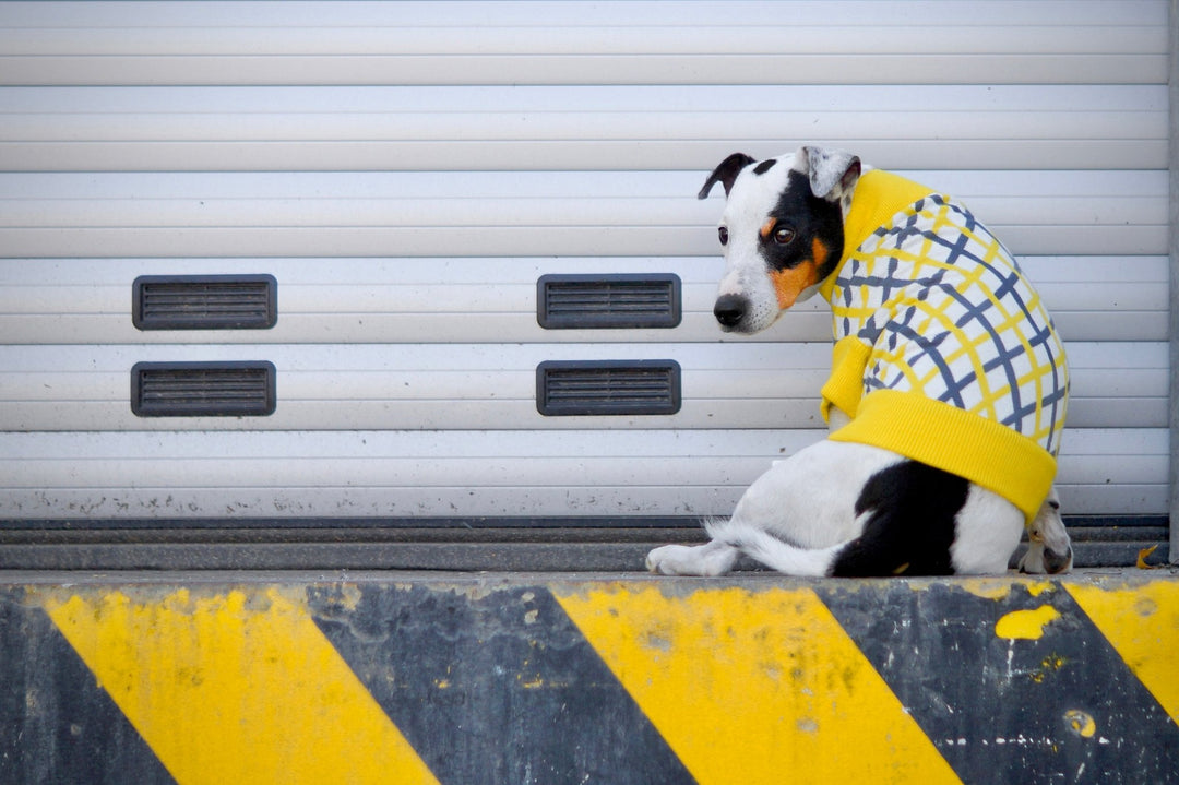 THE CROPPED COTTON JUMPER (Hundepullover) - lumiies - high visibility