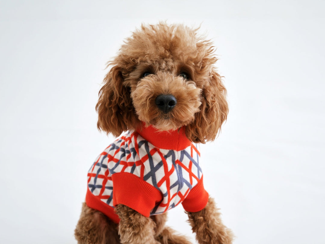 THE CROPPED COTTON JUMPER (Hundepullover) - lumiies - high visibility