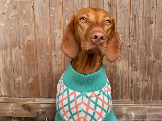 THE CROPPED COTTON JUMPER (Hundepullover) - lumiies - high visibility