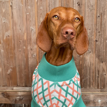 THE CROPPED COTTON JUMPER (Hundepullover) - lumiies - high visibility