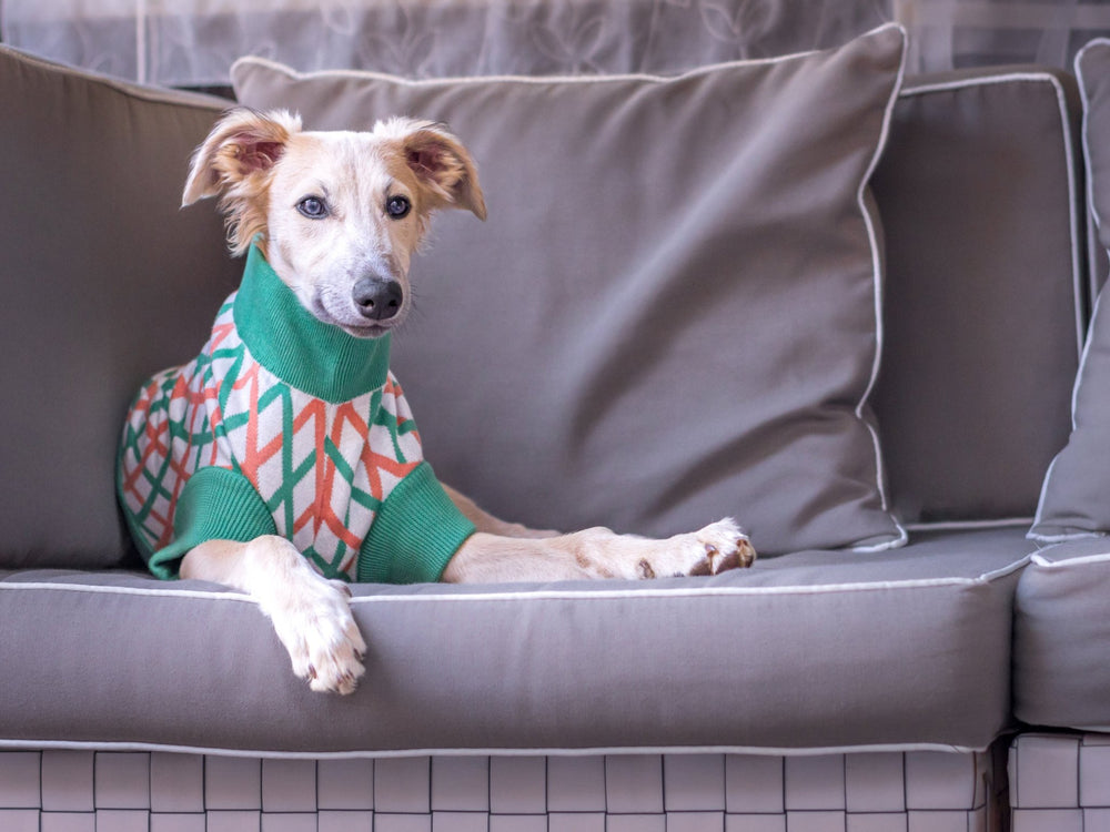 THE CROPPED COTTON JUMPER (Hundepullover) - lumiies - high visibility