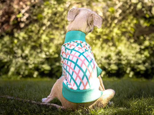 THE CROPPED COTTON JUMPER (Hundepullover) - lumiies - high visibility