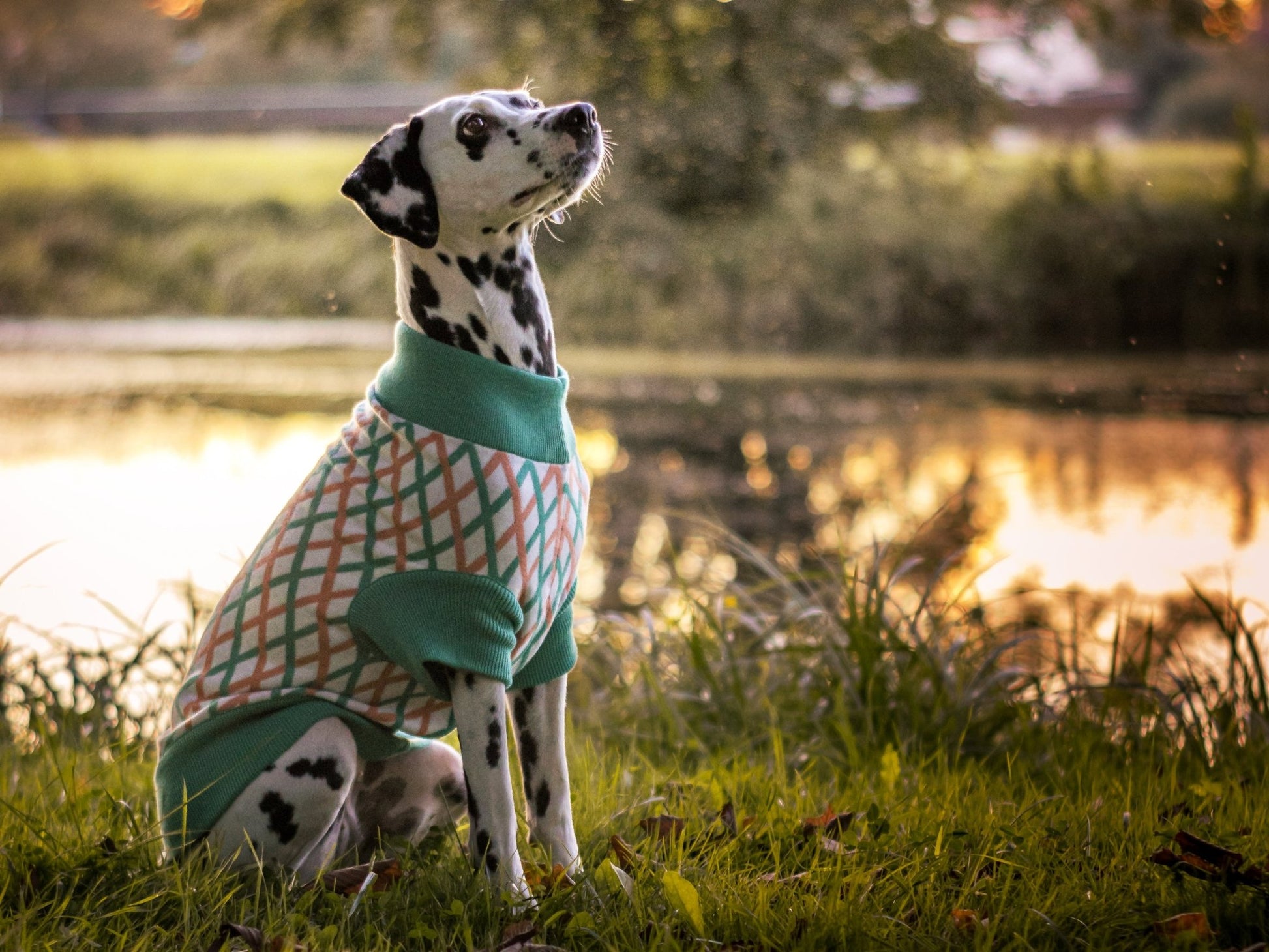 THE CROPPED COTTON JUMPER (Hundepullover) - lumiies - high visibility