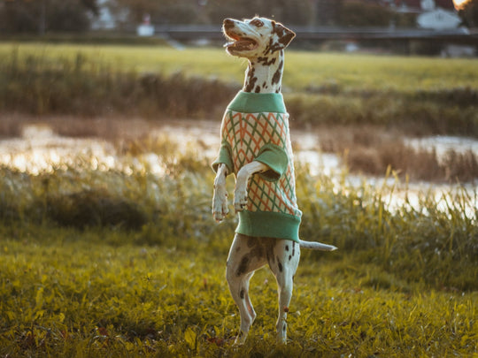 THE CROPPED COTTON JUMPER (Hundepullover) - lumiies - high visibility