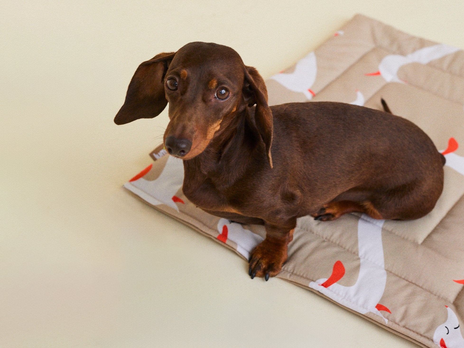 THE DOXIE MAT - lumiies - high visibility