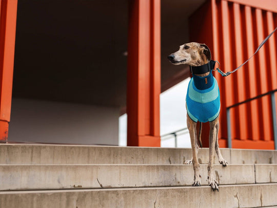 Galgo trägt blauen Glow Jumper mit freier Beweglichkeit