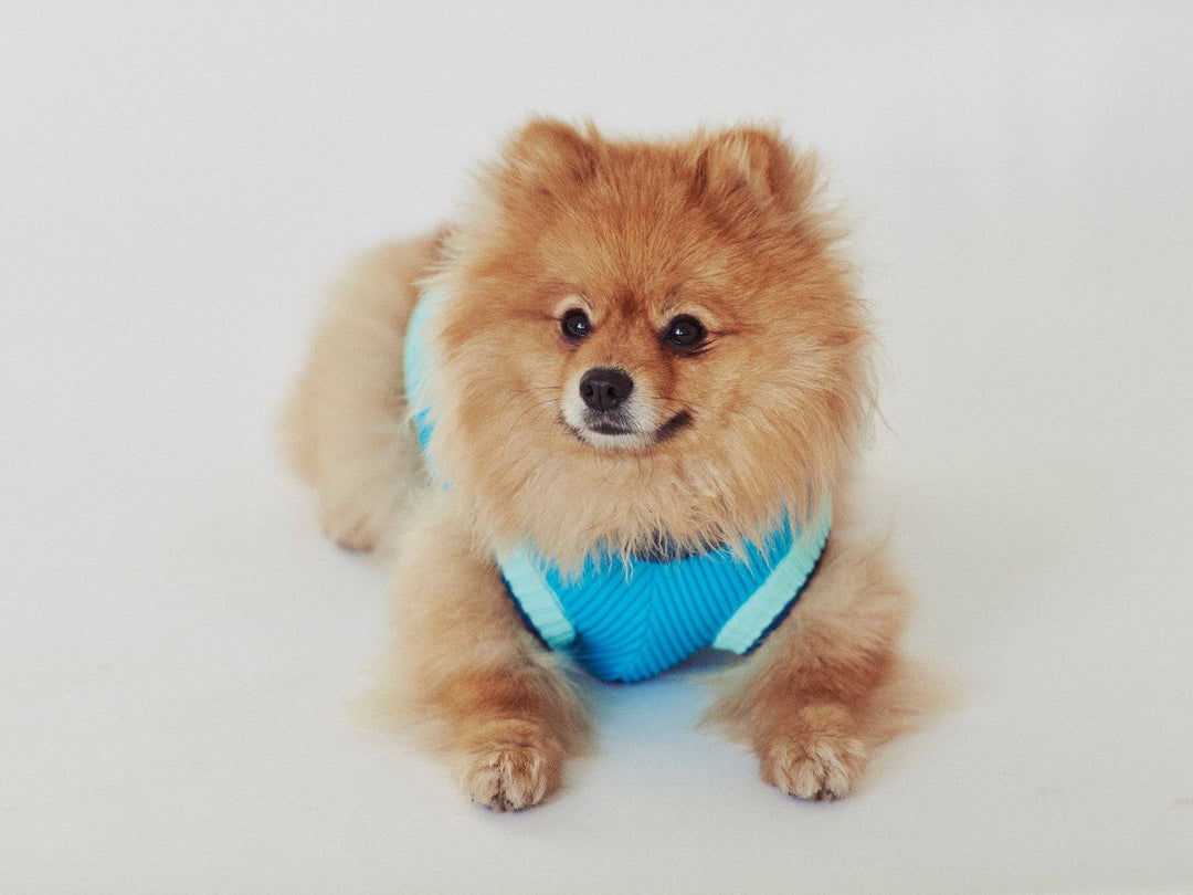 Blauer Hundepullover Glow Jumper mit bequemer Passform und wärmt den Bauch