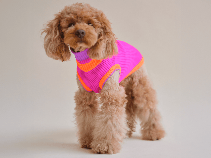 lumiies® Glow Jumper 2.0 Electric Sunset – elastischer Neon Hundepullover für Wärme, Sichtbarkeit und Bewegungsfreiheit