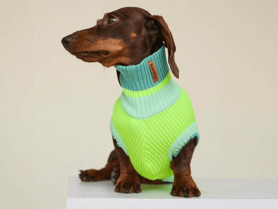 Dackel trägt Glow Jumper 2.0 Hundepullover in Neon Gelb