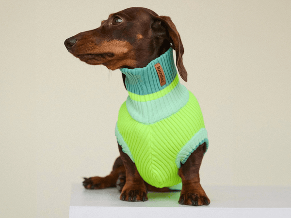 THE GLOW JUMPER 2.0 Neon Matcha von lumiies, Neon-Hundepullover