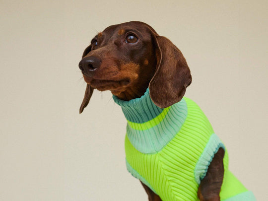 Dackel trägt Glow Jumper 2.0 Hundepullover in Neon Gelb mit Rollkragen