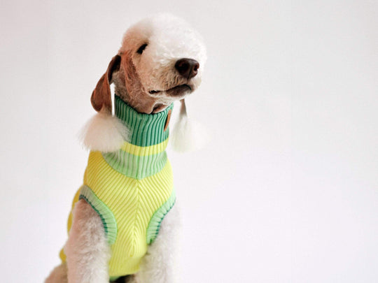 Bedlington Terrier trägt Glow Jumper 2.0 Hundepullover in Neon Gelb