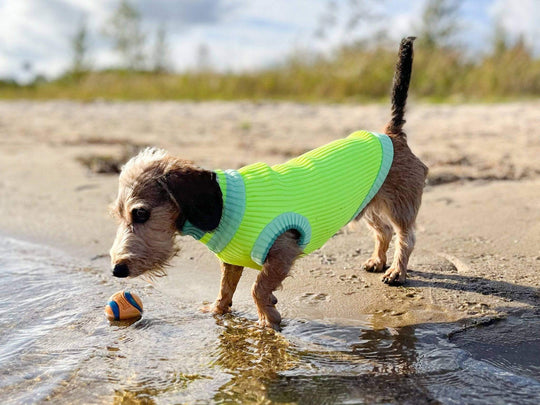 Dackel trägt Glow Jumper 2.0 Hundepullover in Neon Gelba am Strand
