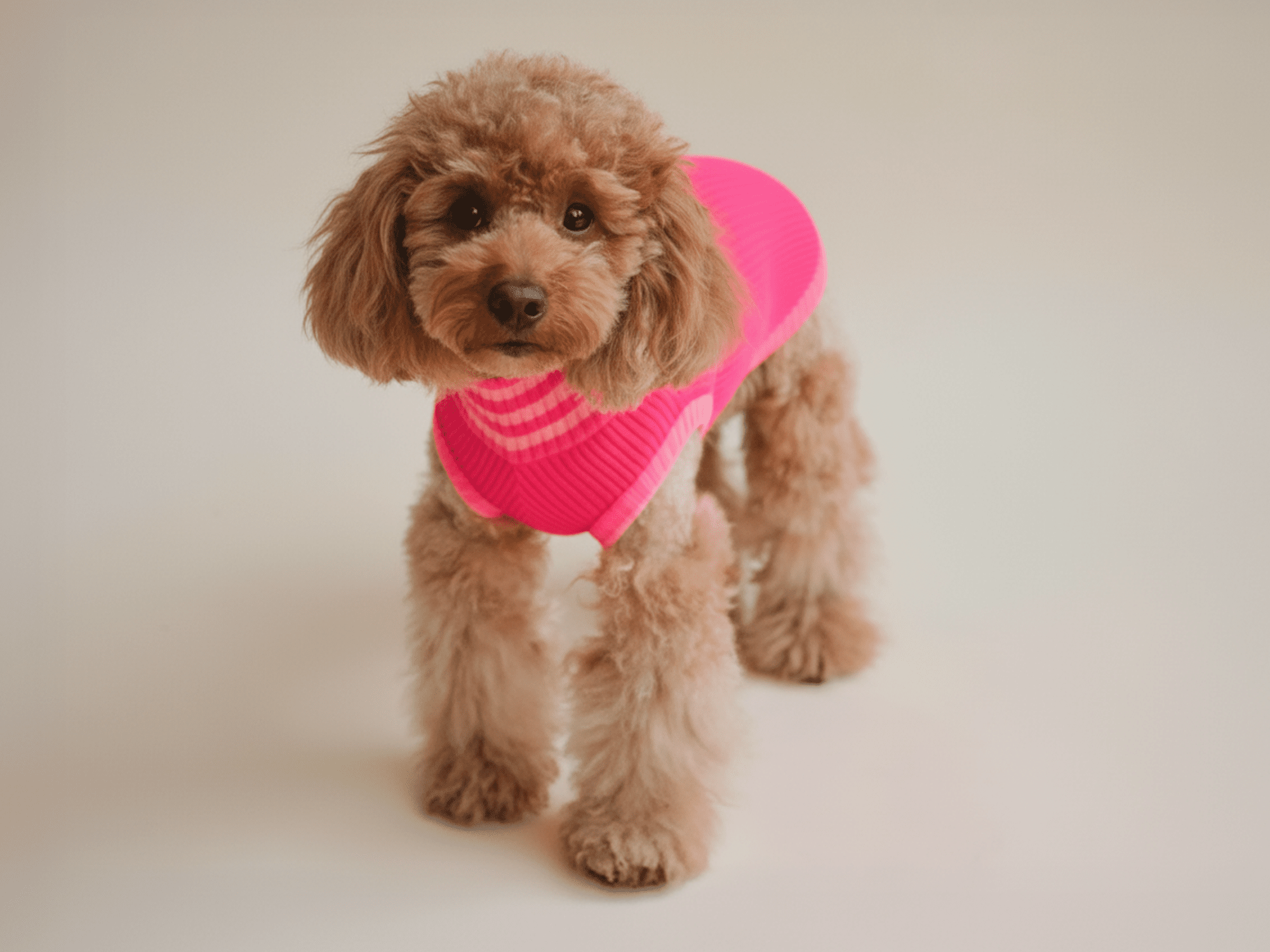 Gestrickter Neon-Hundepullover in Pink für Dackel, Pudel & Chihuahua – wärmend, elastisch und gut sichtbar bei Tag