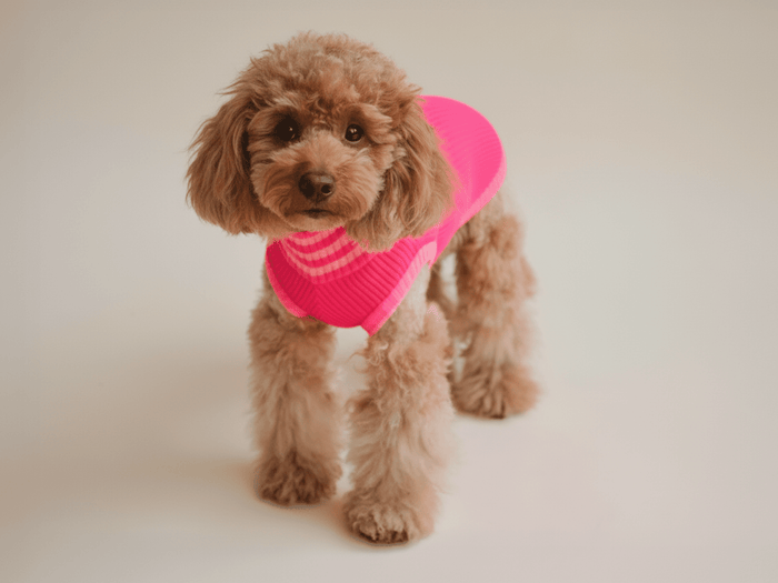 Gestrickter Neon-Hundepullover in Pink für Dackel, Pudel & Chihuahua – wärmend, elastisch und gut sichtbar bei Tag