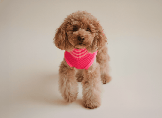 Neon Hundepullover für Hunde – Pink Parade Design, hochelastisch, sichtbar bei Dunkelheit und schlechtem Wetter