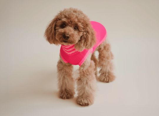 Hundepullover gestrickt in Neon Pink – ideal für Dackel, Pudel, Windspiel & kleine Hunderassen