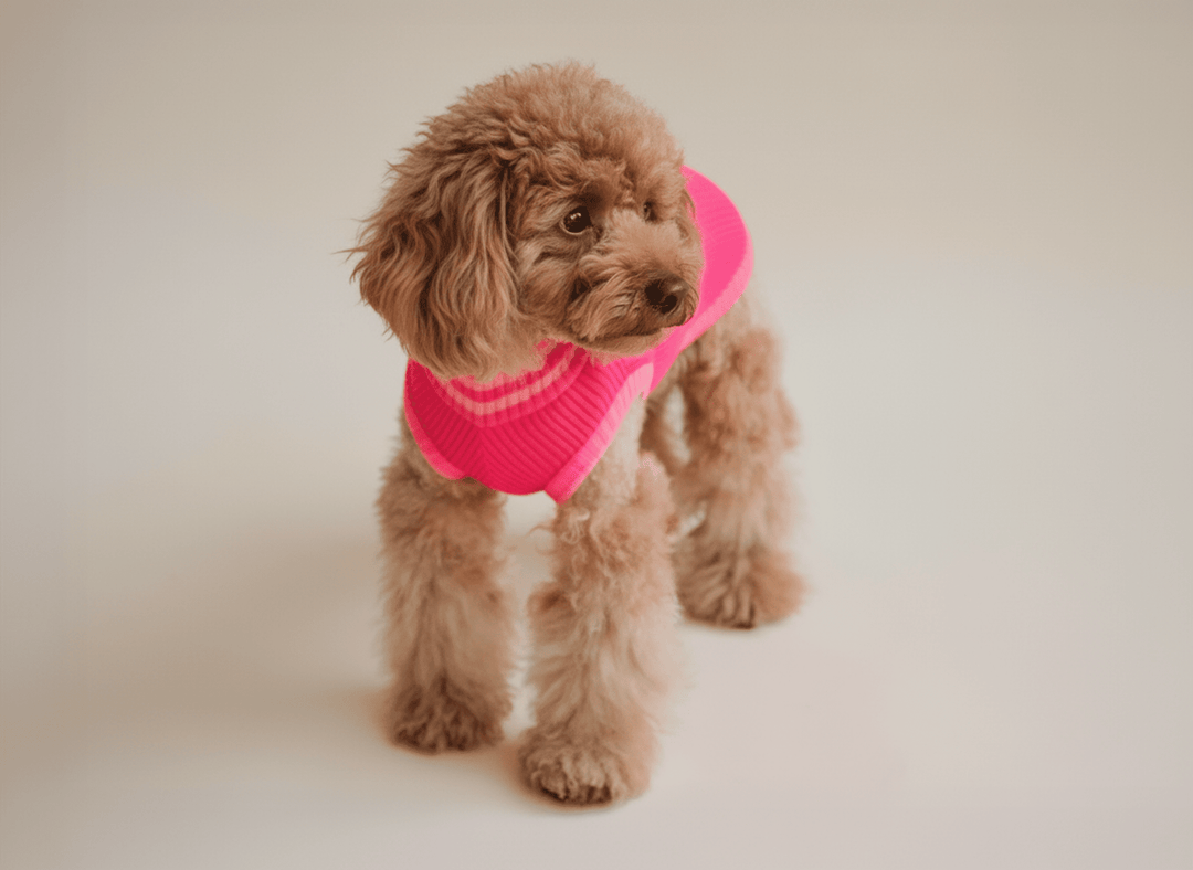 Neon Pink Hundepullover für kleine Hunde wie Dackel & Toypudel – gestrickt, kuschelig warm, Trendfarbe 2026