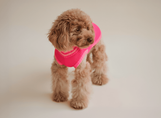 Neon Pink Hundepullover für kleine Hunde wie Dackel & Toypudel – gestrickt, kuschelig warm, Trendfarbe 2026