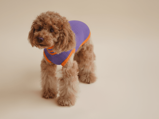 Neon Hundepullover in Lila & Neon Orange – THE GLOW JUMPER 2.0 für Dackel, Pudel & kleine Hunde, extrem sichtbar