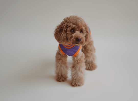 Neon Hundepullover Trend 2026 – lila & neonorange, ideal für Pudel, Doodle & kleine Hunderassen