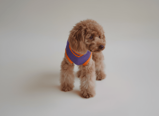 Wärmender Neon Hundepullover für Herbst & Winter – THE GLOW JUMPER 2.0 für Dackel & Chihuahua