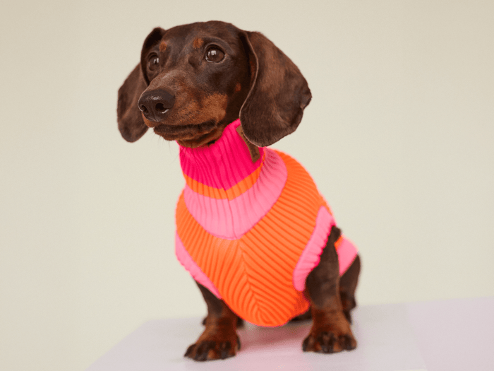 Neon Hundepullover in Orange für Dackel – Glow Jumper 2.0 von lumiies®, hohe Sichtbarkeit im Winter