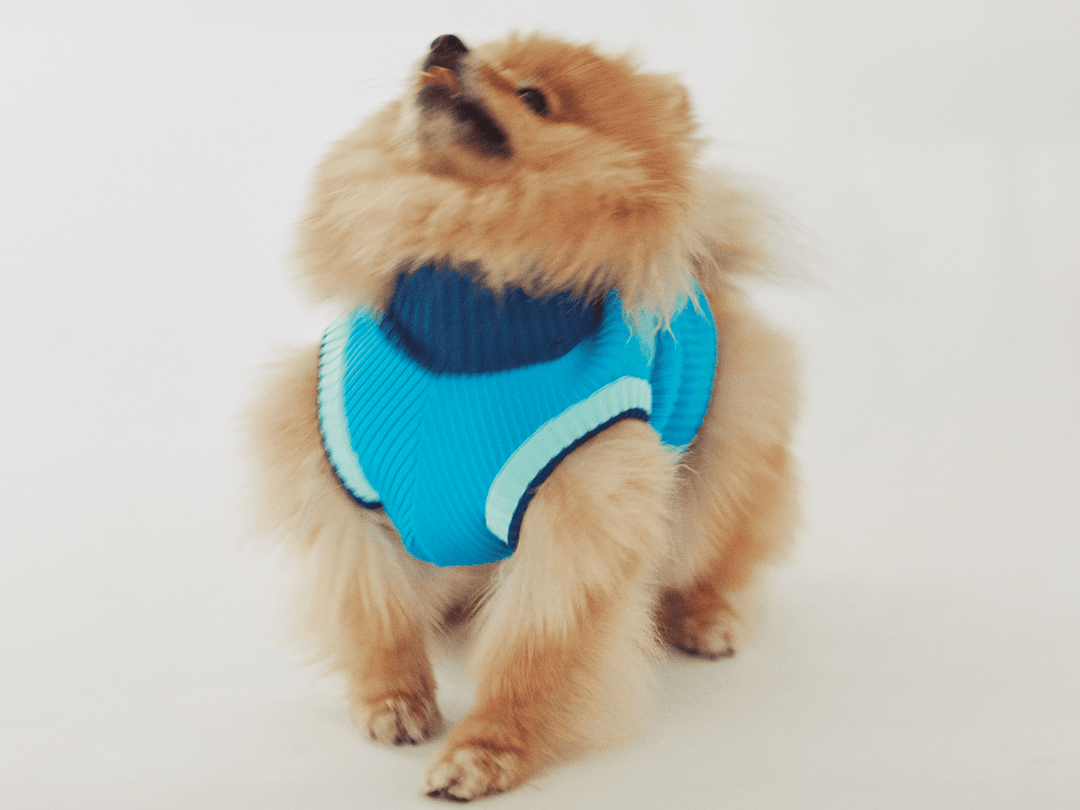 Zwergspitz trägt blauen Glow Jumper mit freier Beweglichkeit