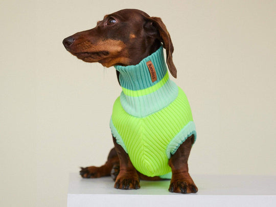 Neongelber gestrickter Hundepullover, wärmend, schützt den Bauch, perfekt für Dackel, Windhunde, Pudel