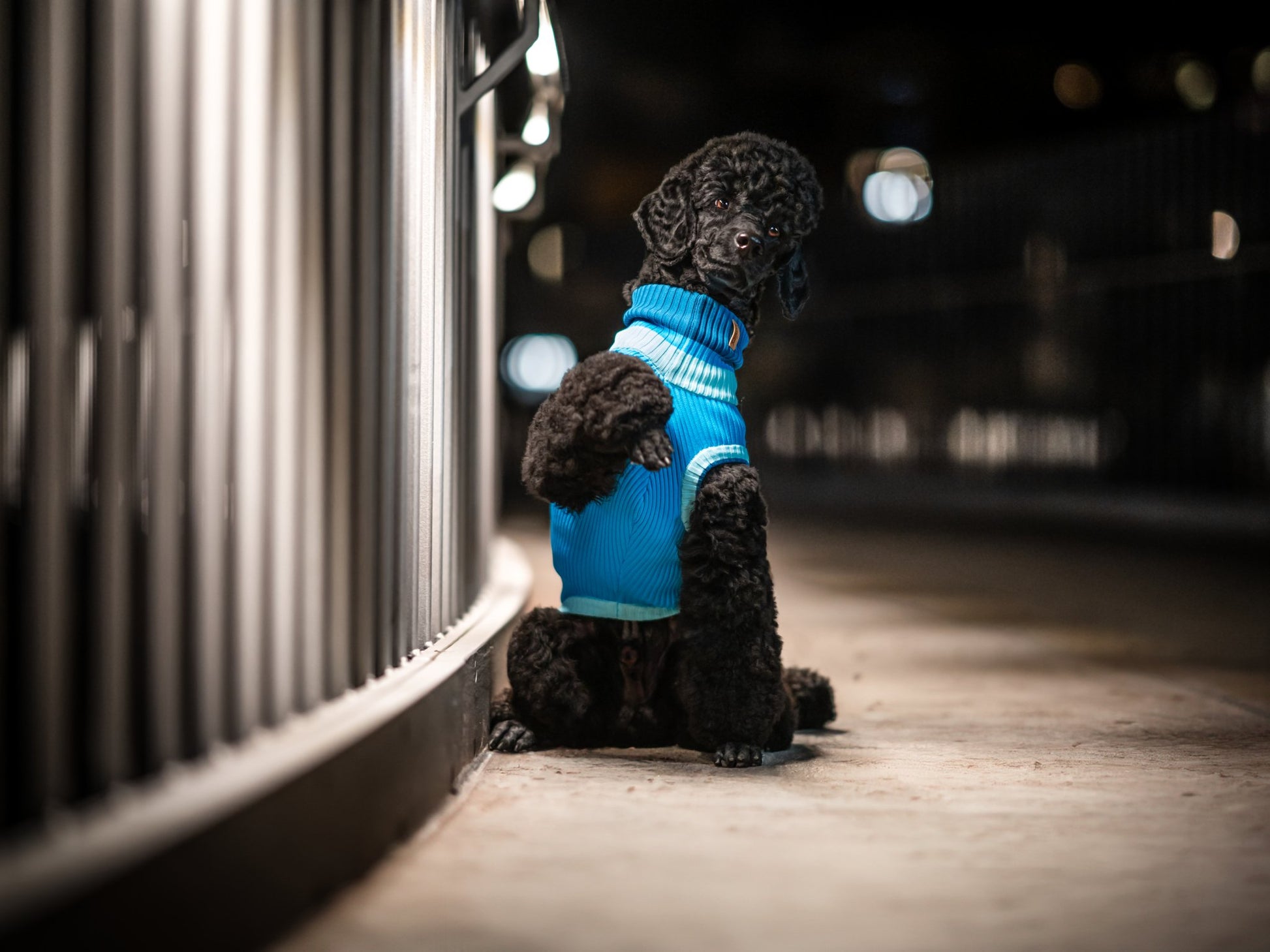 THE GLOW JUMPER - hochelastischer Neon Hundepullover - lumiies - high visibility