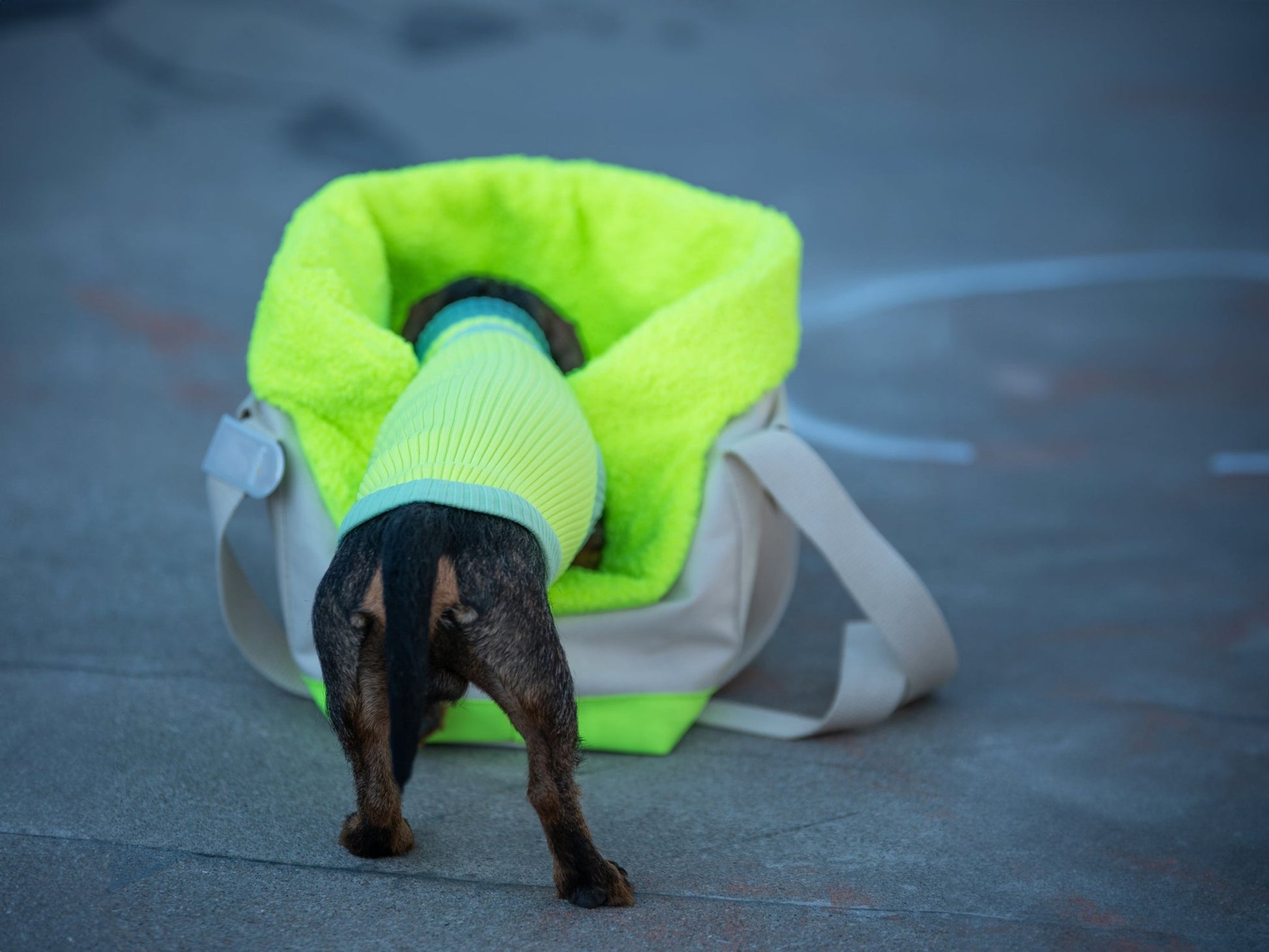 THE GLOW JUMPER - hochelastischer Neon Hundepullover - lumiies - high visibility