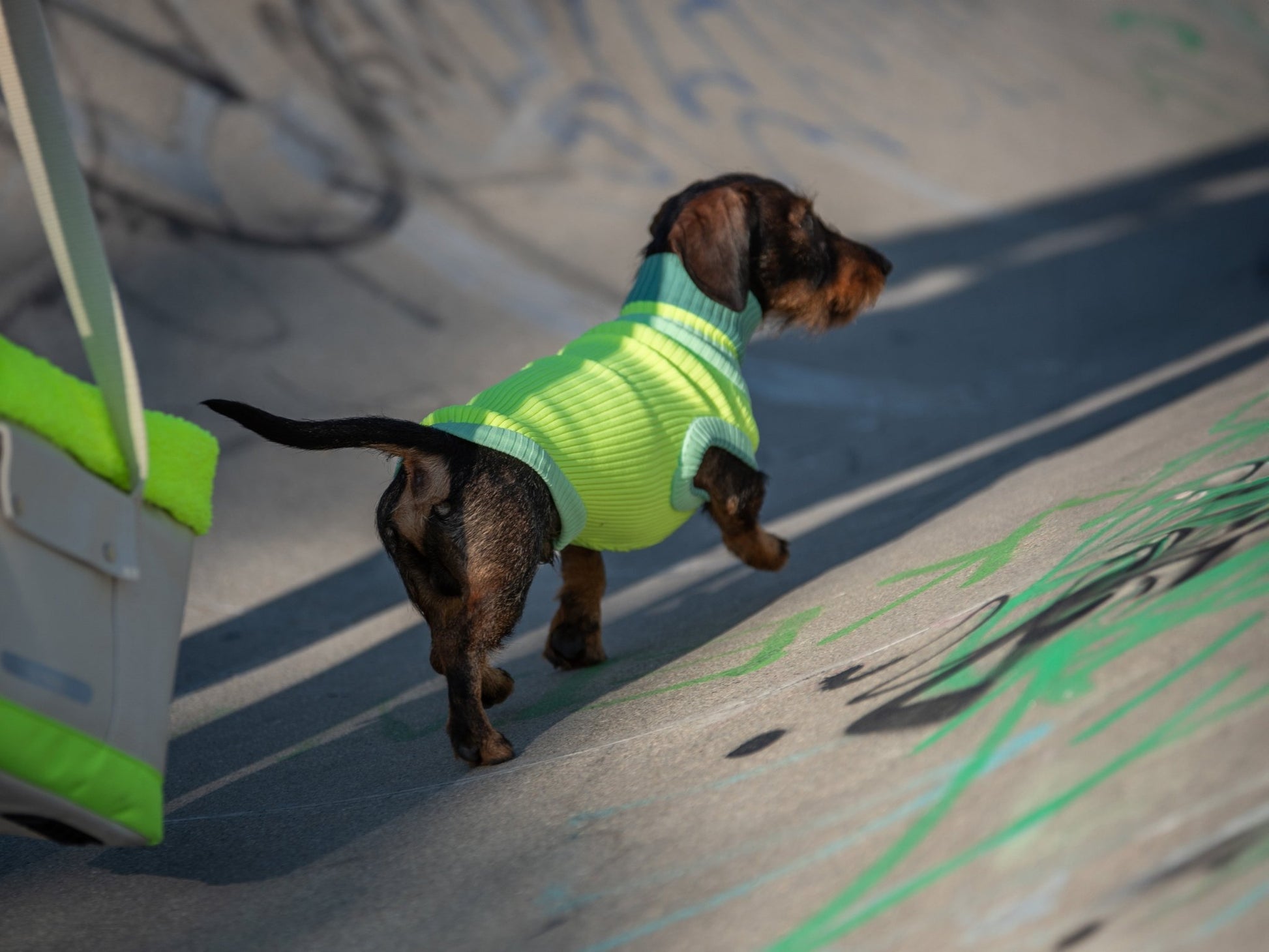 THE GLOW JUMPER - hochelastischer Neon Hundepullover - lumiies - high visibility