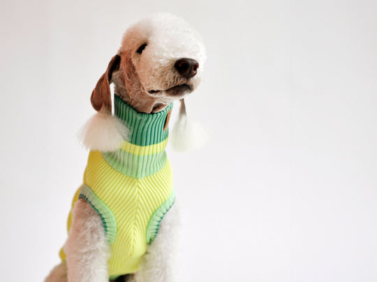 THE GLOW JUMPER - hochelastischer Neon Hundepullover - lumiies - high visibility