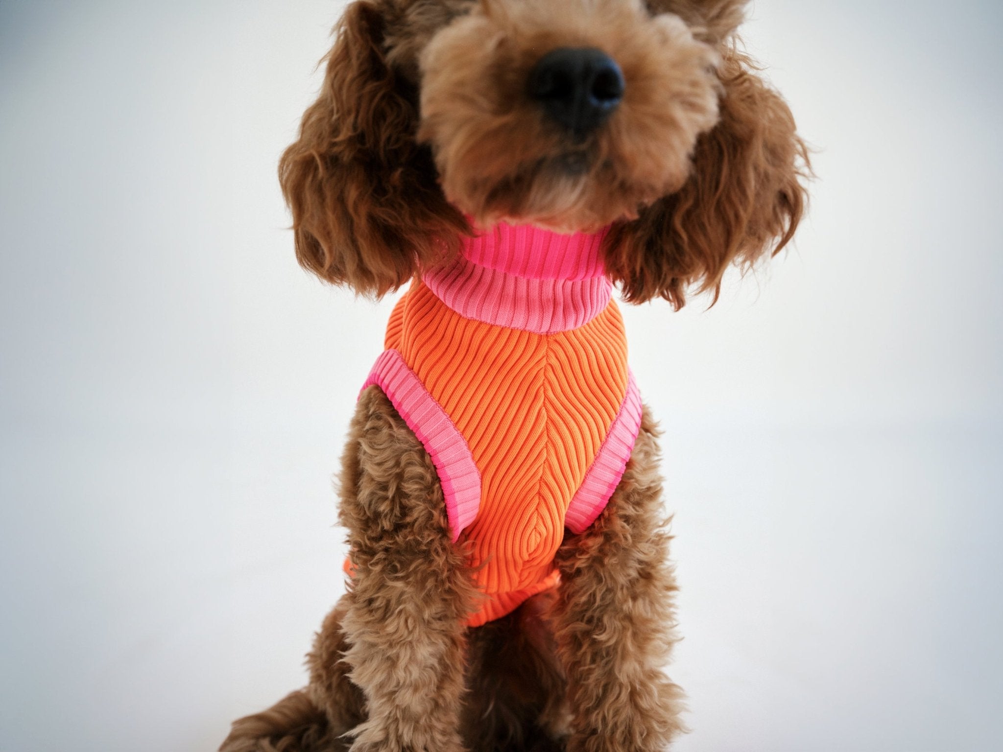 Glow Jumper (Hundepullover, Hundemantel, Dackelpullover, Dackelmantel) in leuchtenden Neonfarben, ideal für schlanke Hunde wie Dackel und Windhunde. Nachhaltige Hundebekleidung aus Recyclingmaterialien, PETA-Approved-Vegan, mit perfekter Passform, maximaler Bewegungsfreiheit und Schutz vor Kälte, Wind und Nässe. Hunderasse: Zwergpudel, Hundepullover gestrickt neonorange, pink, rosa gestreift, neonpink