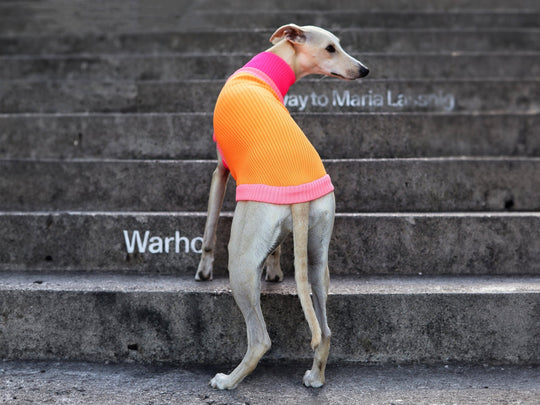 THE GLOW JUMPER - hochelastischer Neon Hundepullover - lumiies - high visibility