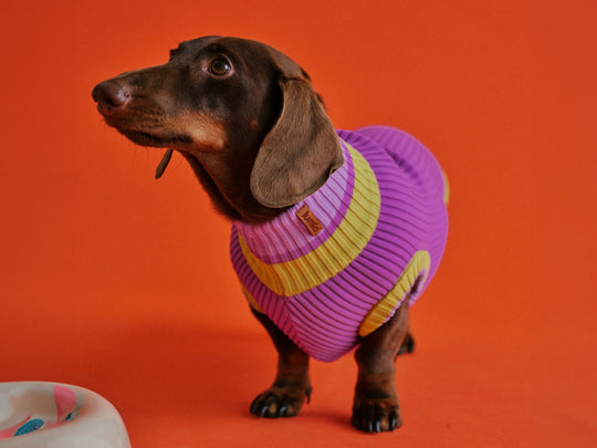 THE GLOW JUMPER - hochelastischer Neon Hundepullover - lumiies - high visibility