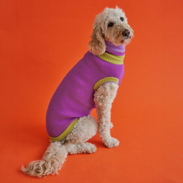 THE GLOW JUMPER - hochelastischer Neon Hundepullover - lumiies - high visibility