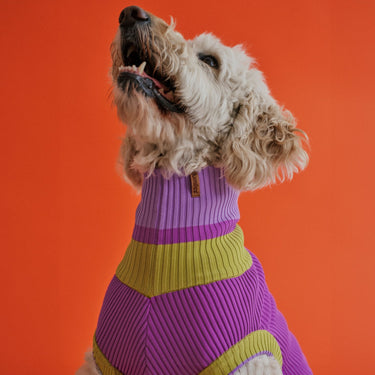 THE GLOW JUMPER - hochelastischer Neon Hundepullover - lumiies - high visibility