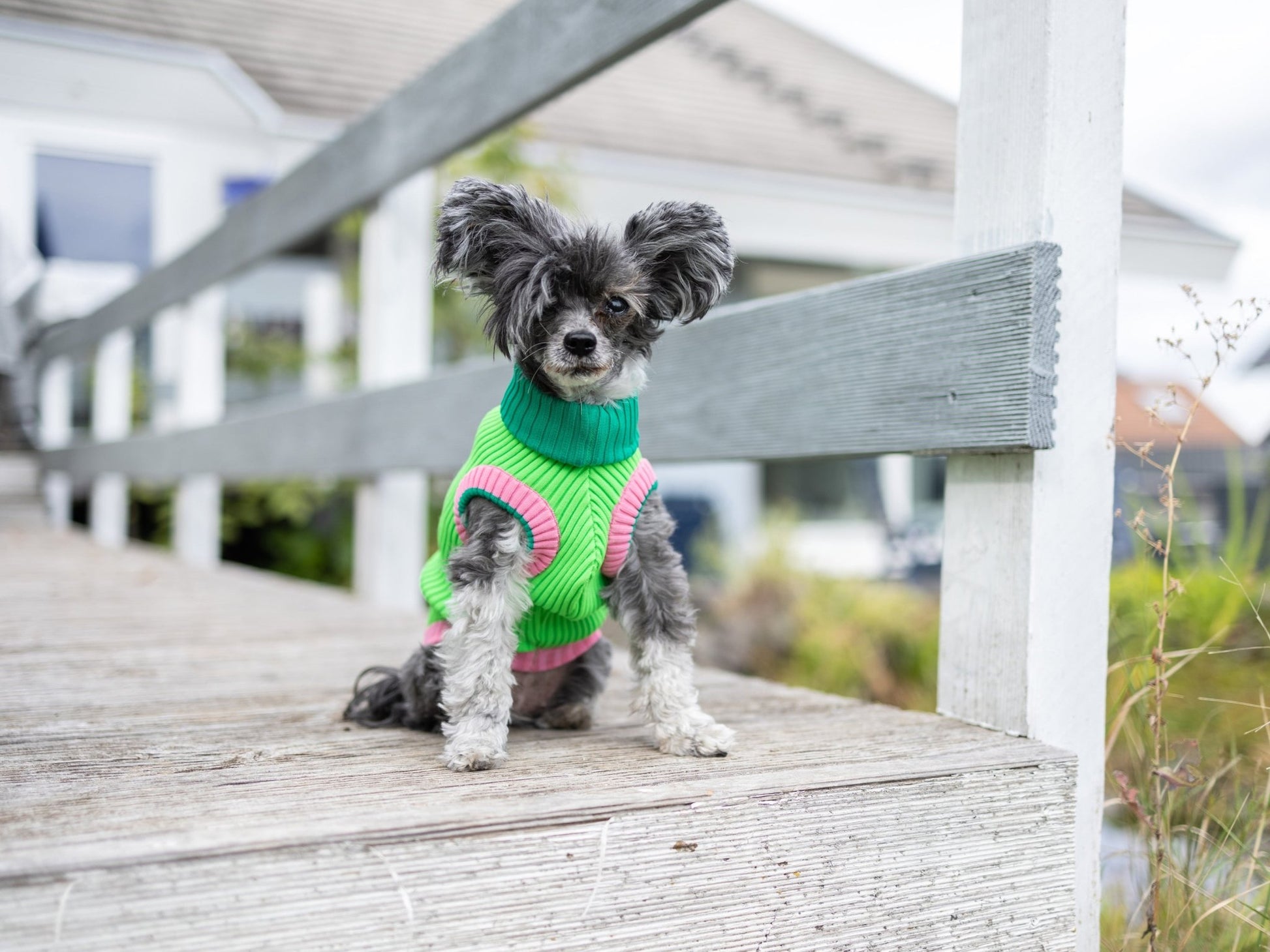 THE GLOW JUMPER - hochelastischer Neon Hundepullover - lumiies - high visibility