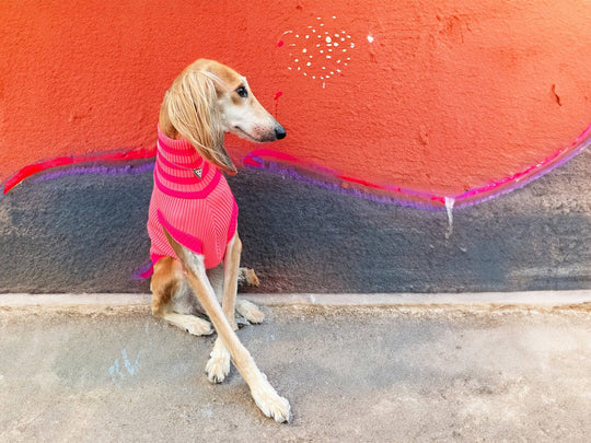 Neon Pink Hundepullover beim Spaziergang – Glow Jumper für maximale Sichtbarkeit