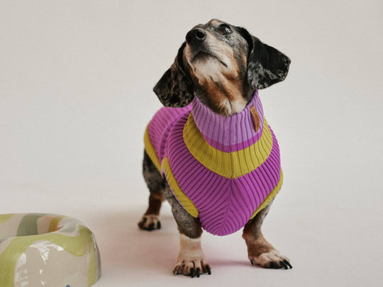 Neon violetter Hundepullover Glow Jumper – gestrickt & sichtbar für Dackel