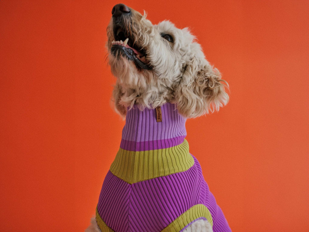 Glow Jumper Hundepullover in Neon Violett – perfekte Passform für Windhunde, Doodle, Dackel, Dalmatiner, lumiies®