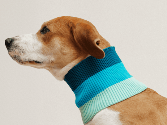 Hundeschal in Neon Blau – Glow Loop 2.0 für sportliche Hunde wie Windhund & Dalmatiner
