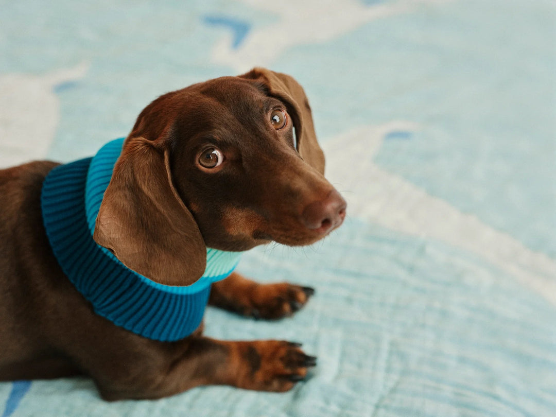 Glow Loop 2.0 in Crystal Sky – Neon Hundeschal für Chihuahua, Dackel, Pudel & Windhunde