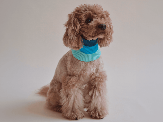 Neon blauer Hundeschal Glow Loop 2.0 – hohe Sichtbarkeit bei Gassirunden, für Dackel, Pudel, Windhunde und viele Hunderassen